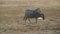 Wildebeest and Zebra Walk Together Across Field