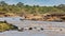 Wildebeest and zebras crossing the river Mara