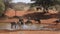 Wildebeest and zebras drinking at a waterhole