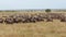 Wildebeest and zebras grazing - Masai Mara