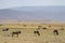 Wildebeest and Zebras in Tanzania