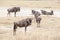 Wildebeests, also called gnu antelopes Connochaetes