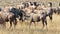 Wildebeests in Amboseli Park