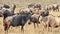 Wildebeests in Amboseli Park