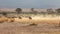 Wildebeests in Amboseli Park, Kenya