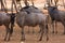 Wildebeests antelopes