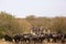 Wildebeests at the bank of  the Mara river, Kenya