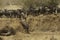 Wildebeests climbing down the trench to cross Mara river, Kenya