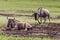 Wildebeests (Connochaetes Taurinus) Walking on Line, Ngorongoro