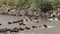 Wildebeests crossing mara river.