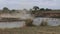 Wildebeests crossing mara river.