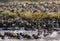 Wildebeests are crossing Mara river. Great Migration.