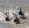 Wildebeests are crossing Mara river. Great Migration. Kenya. Tanzania. Masai Mara National Park.