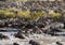 Wildebeests are crossing Mara river. Great Migration. Kenya. Tanzania. Masai Mara National Park.