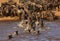 Wildebeests crossing the Mara river, Kenya