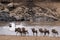 Wildebeests crossing Mara River at the time of Great Migration