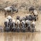 Wildebeests drinking from the Mara River