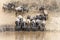 Wildebeests drinking from the Mara River