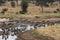 Wildebeests drinking at the river