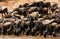 Wildebeests drinking water in Mara river