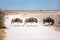 Wildebeests in Etosha