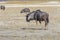 Wildebeests in Etosha, Namibia