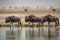 Wildebeests in Etosha Park, Namibia