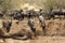Wildebeests getting down through the trench to cross Mara river