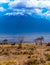 Wildebeests and giraffes graze in the savannah