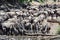 Wildebeests - or gnus - Connochaetesat - at great migration time on waterhole Serengeti Africa hundrets of wildebeest together -