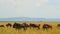 Wildebeests Graze in the Meadow, Africa, Wild Animal, Wildlife, Savanna