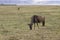 Wildebeests graze in the savannah, Ngorongoro Crater in Tanzania