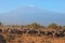 Wildebeests grazing