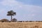 Wildebeests grazing in the grassland of Masa Mara