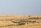 Wildebeests grazing in the grassland of Masa Mara