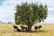 Wildebeests grazing in savannah at africa