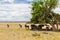 Wildebeests grazing in savannah at africa