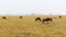 Wildebeests grazing in savannah at africa