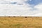 Wildebeests grazing in savannah at africa