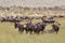 Wildebeests grazing in Serengeti National Park in Tanzania, East Africa.