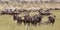 Wildebeests grazing in Serengeti National Park in Tanzania, East Africa.