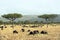 Wildebeests grazing in Serengeti, Tanzania, Africa. Beautiful savannah with two acacia trees and herd of wildebeests.