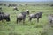 Wildebeests during great migration on Serengeti Plains of Africa