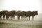 Wildebeests and heavy rain in the grassland of Masa Mara