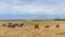 Wildebeests, herd of gnus