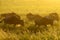 Wildebeests herd grazing