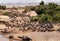 Wildebeests and Hippopotamus at the bank of  Mara river