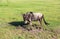 Wildebeests in Maasai Mara, Kenya