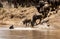 Wildebeests Mara river crossing