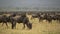 Wildebeests migration